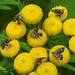 20210831 2763CPw [D~LIP] Rainfarn (Tanacetum vulgare), Brennnessel-Spreizflügelfalter (Anthophila fabriciana), UWZ, Bad Salzuflen