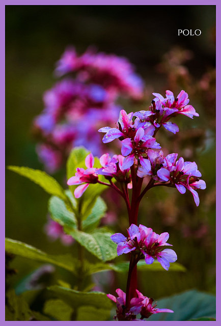 Posiblemente, Bergenia cordifolia