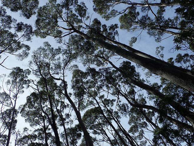 Wild gum trees