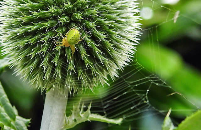 20230623 1129CPw [D~LIP] Kürbisspinne (Araniella cucurbitina), Bad Salzuflen