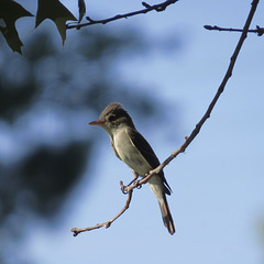 Eastern phoebe