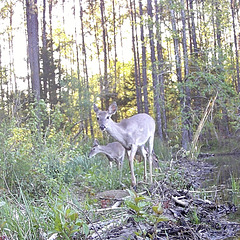 White-tail deer by the pond