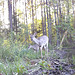 White-tail deer by the pond