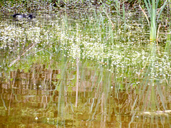 Reflets au parc de Marquenterre (80)