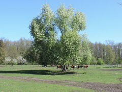 Kuhweide (Biorinder) auf der Weide...