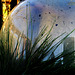 Glass Cloche and Reflections 1