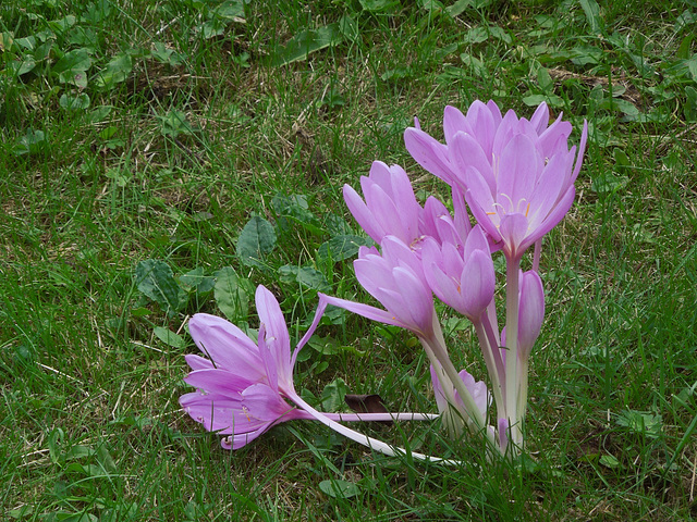 colchicum