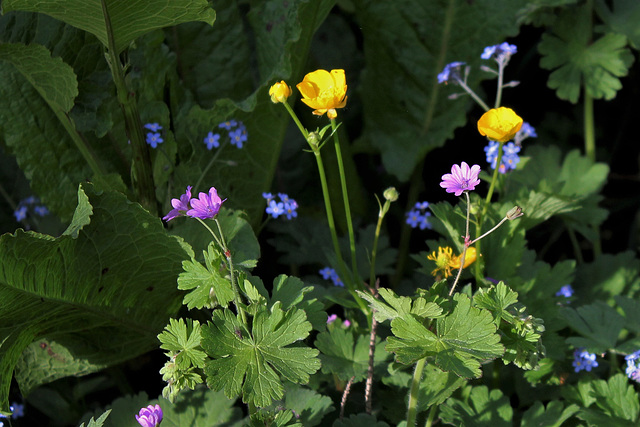 Geranium pyrenaicum (2)