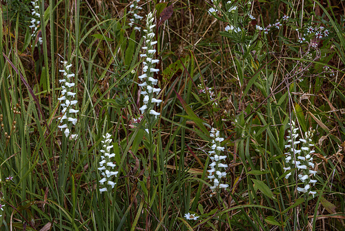 Spiranthes cernua (Nodding Ladies'-tresses orchid)