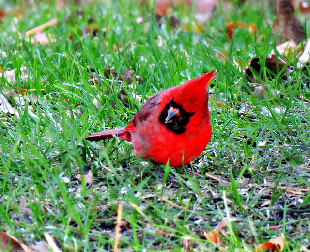 Finally, one cardinal came to our feeders.