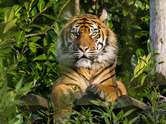Tiger1
