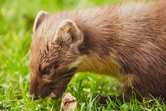 The Pine Marten at breakfast