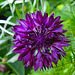 20210718 1820CPw [D~LIP]  Kornblume (Centaurea cyanus), Bad Salzuflen