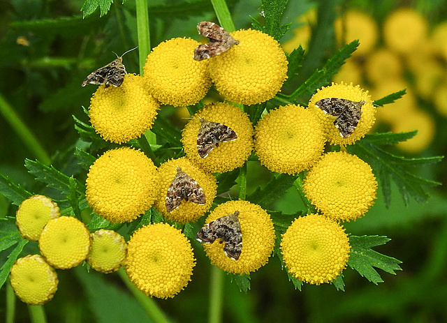 20210831 2764CPw [D~LIP] Rainfarn (Tanacetum vulgare), Brennnessel-Spreizflügelfalter (Anthophila fabriciana), UWZ, Bad Salzuflen