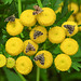 20210831 2764CPw [D~LIP] Rainfarn (Tanacetum vulgare), Brennnessel-Spreizflügelfalter (Anthophila fabriciana), UWZ, Bad Salzuflen