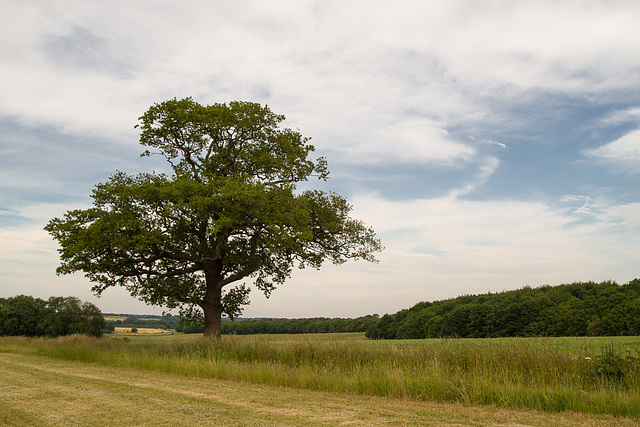 June 16: tree (colour)