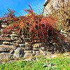 Zwergmispel (Cotoneaster)