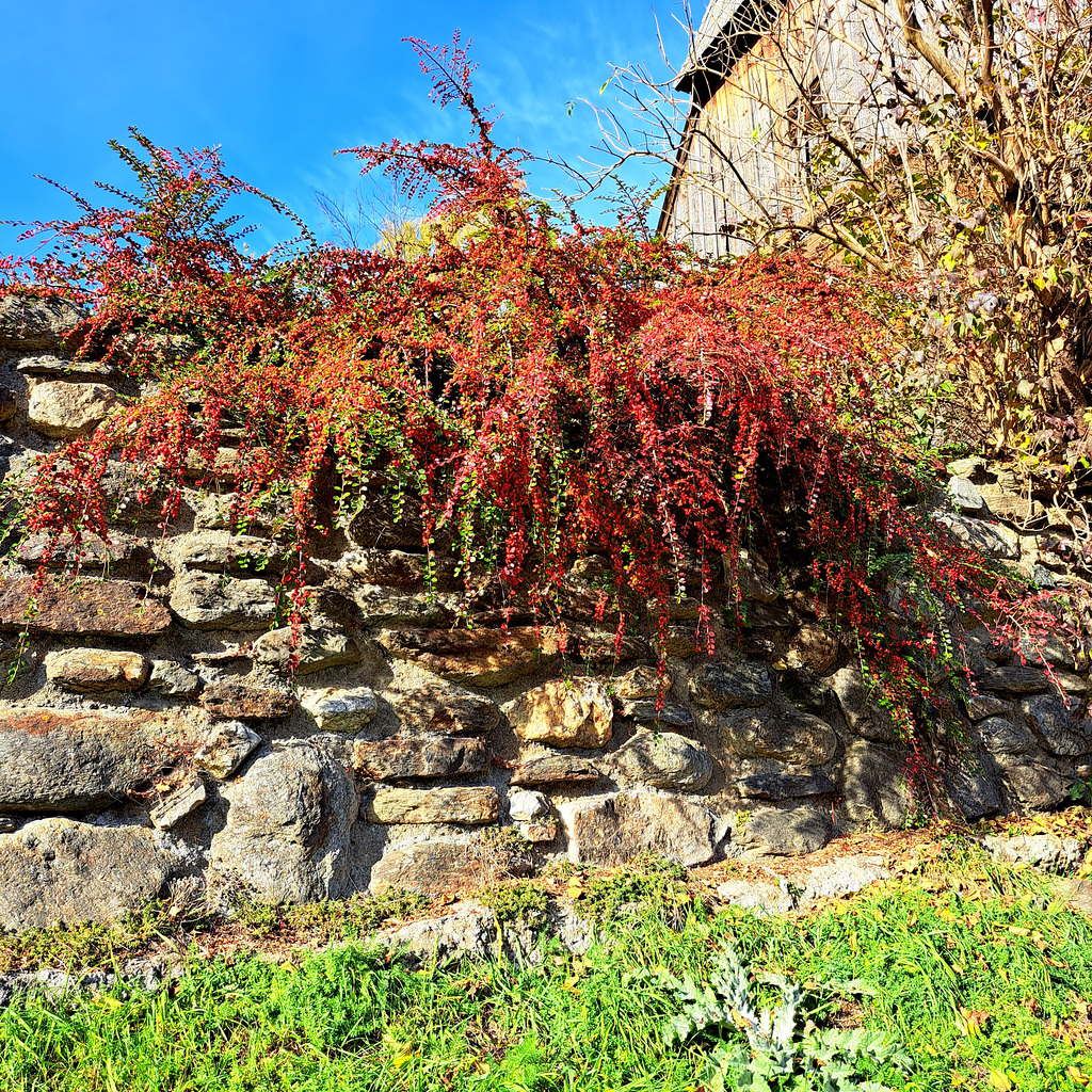 Zwergmispel (Cotoneaster)