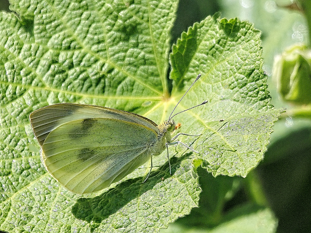 Large White (Pieris brassicae)