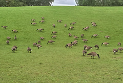 Day out for the geese...