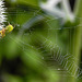 20230623 1132CPw [D~LIP] Kürbisspinne (Araniella cucurbitina), Bad Salzuflen