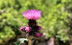 Berg-Kratzdistel