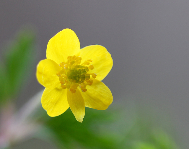 Anemone ranunculoïdes