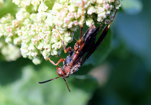 Year's first paper wasp, though, alas, not the last