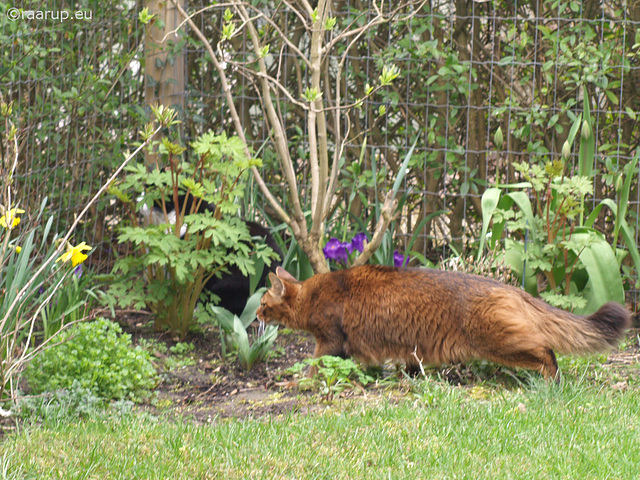 Peeping at the cat next door... 1