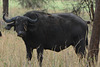 Tarangire, African Buffalo and Two Oxpeckers