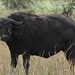 Tarangire, African Buffalo and Two Oxpeckers