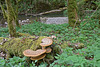 Gauchach -  Schuppiger Porling (Polyporus squamosus) am Wegesrand