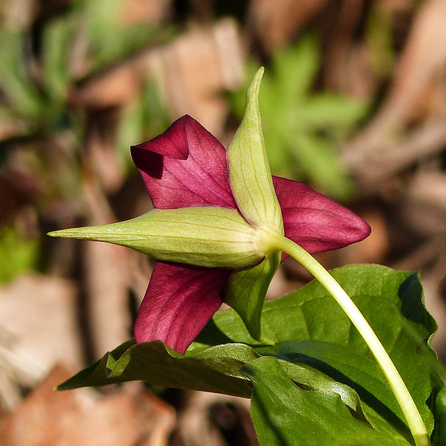 Red Trillium