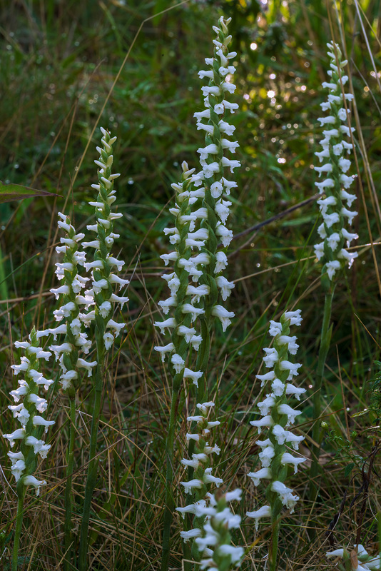 Spiranthes cernua (Nodding Ladies'-tresses orchid)