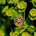 Speckled Wood Butterfly