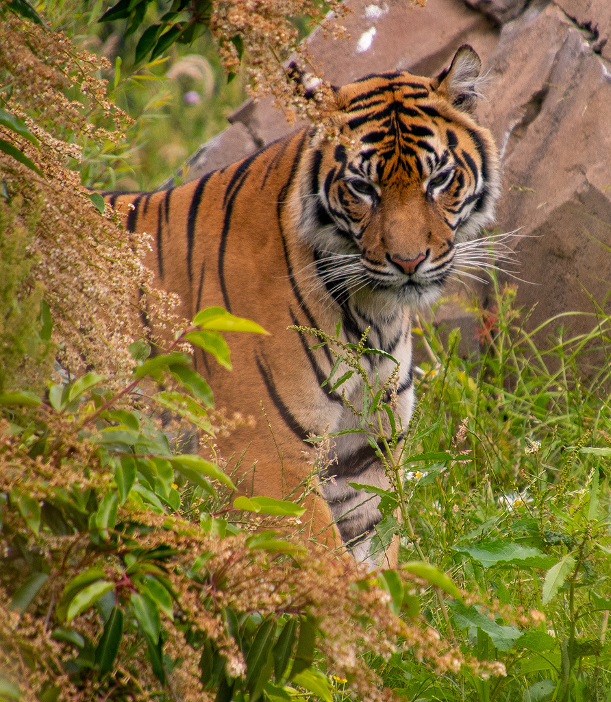 Tigress