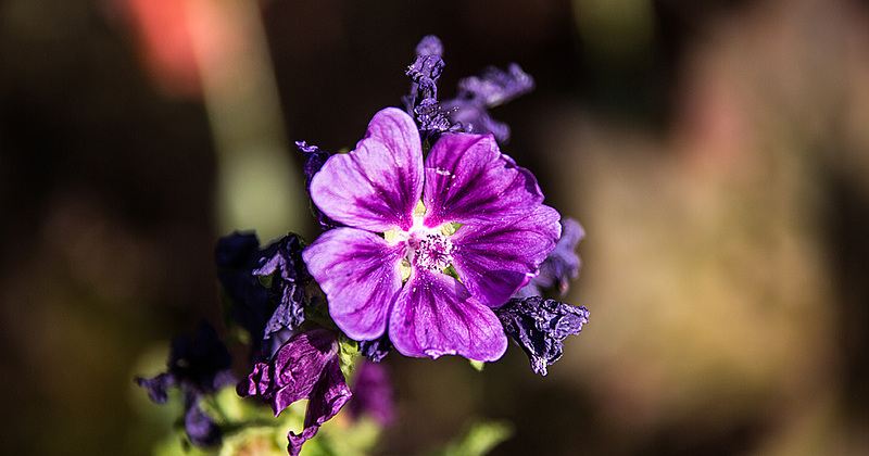 20190630 3766VRAw [D~LIP] Wilde Malve (Malva sylvestris), Bad Salzuflen
