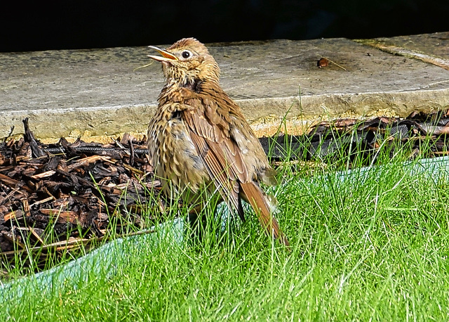 Song Thrush