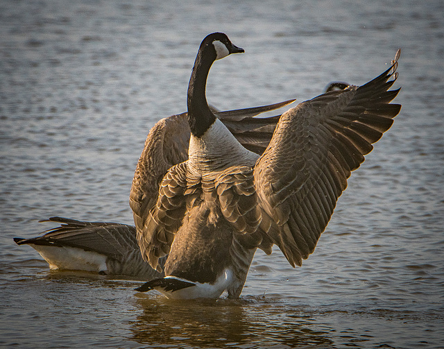 Canada goose stretching