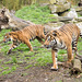 Tigers together