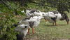 20190901 5547CPw [D~VR] Graugans (Anser anser var. domestica), Vogelpark Marlow