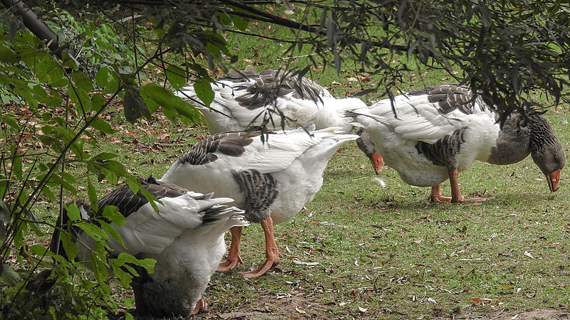 20190901 5547CPw [D~VR] Graugans (Anser anser var. domestica), Vogelpark Marlow