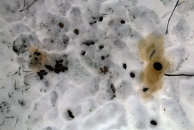 Relie les crottes et tu verras apparaître un joli lapin qui débourre dans notre jardin .