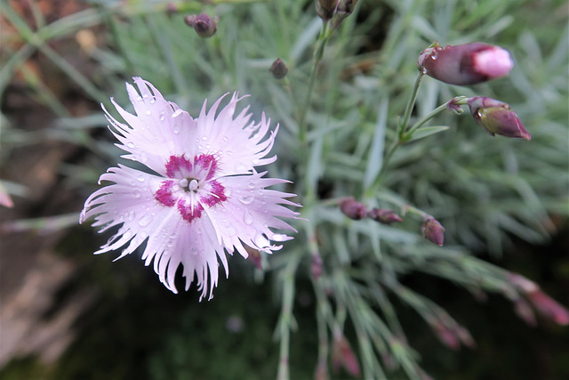 Oeillet, Jardin botanique de La Jaÿsinia, Samoëns (Haute-Savoie)