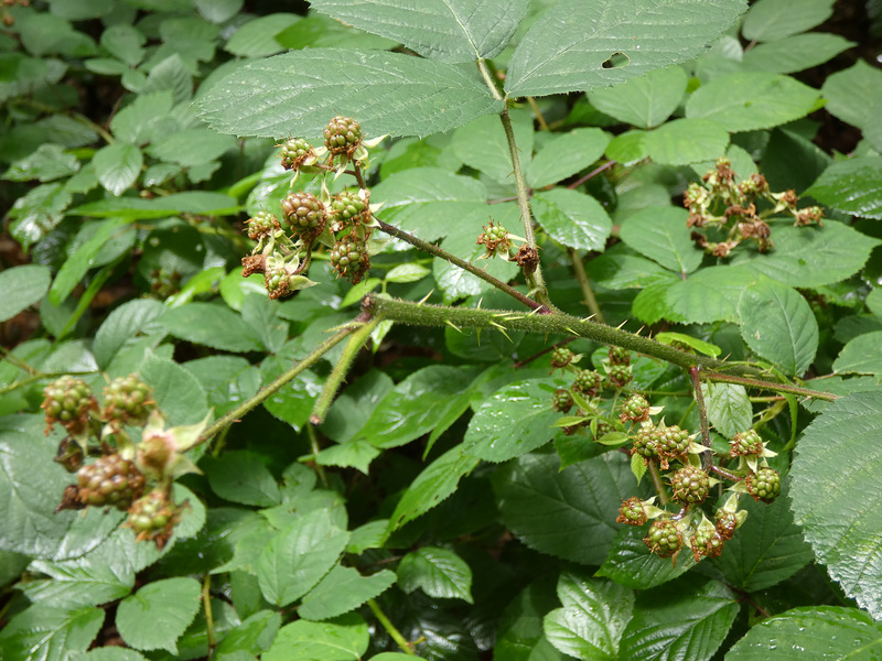 wilde Brombeeren