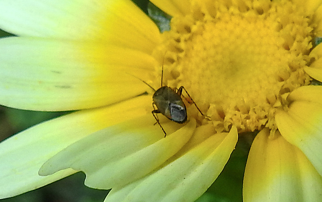 20210718 1821CPw [D~LIP] Insekt, Kronen-Wucherblume (Glebionis coronaria), Bad Salzuflen