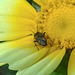 20210718 1821CPw [D~LIP] Insekt, Kronen-Wucherblume (Glebionis coronaria), Bad Salzuflen