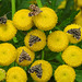 20210831 2765CPw [D~LIP] Rainfarn (Tanacetum vulgare), Brennnessel-Spreizflügelfalter (Anthophila fabriciana), UWZ, Bad Salzuflen