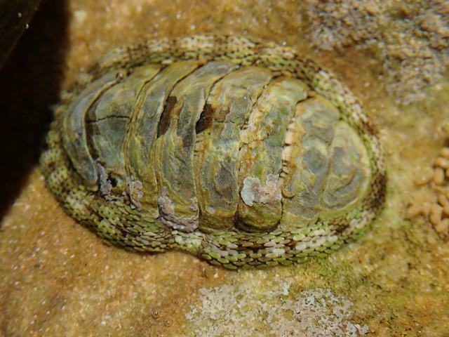 A Chiton shell