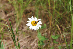 Gelb-schwarz gepunkteter Langhornkäfer (Rutpela maculata) auf Magerwiesen-Margerite